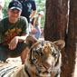 images/2012/most_exo_Billy_Tiger_Temple_Thailand.jpg